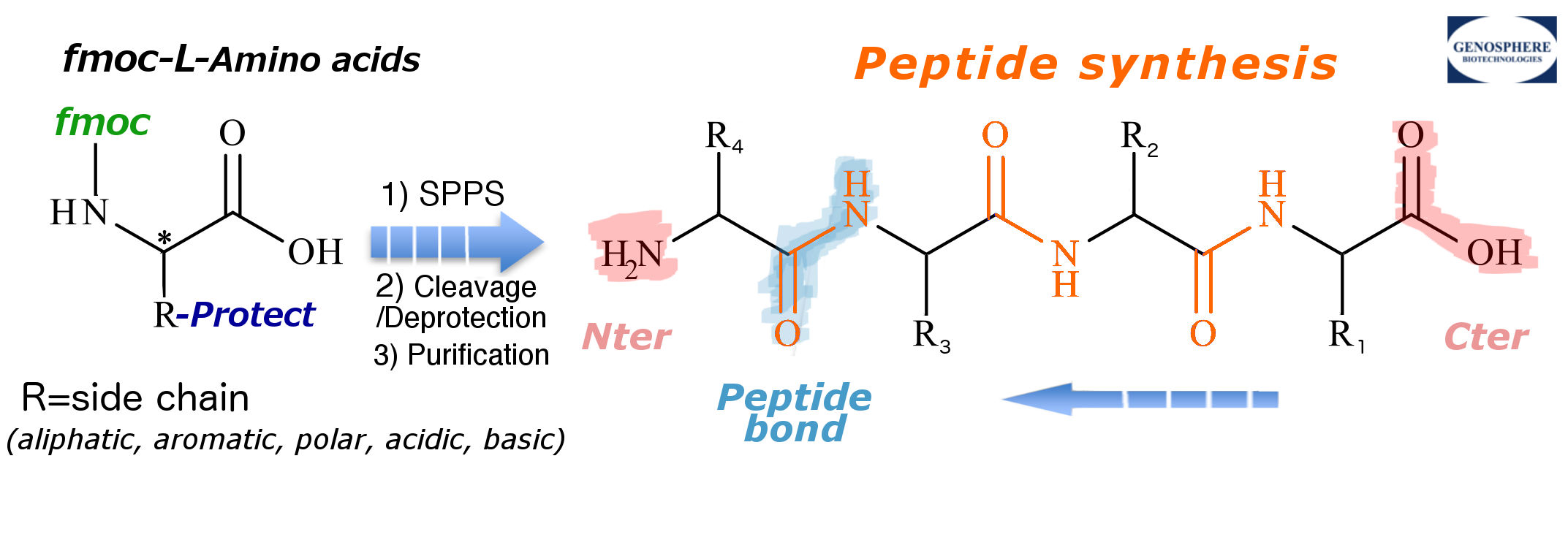 Peptide 4
