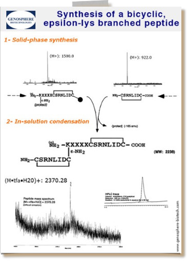 Schéma de synthèse d'un peptide bicyclique ramifié