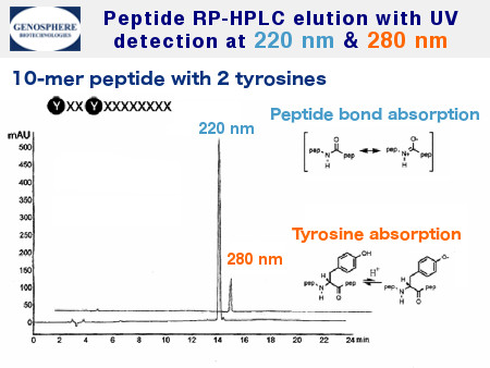Analyse « Reverse phase HPLC (RP-HPLC) » d'un peptide 10 AS