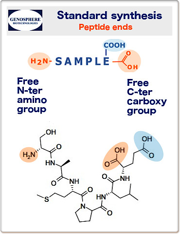 synthèse standard : extrémités peptidiques