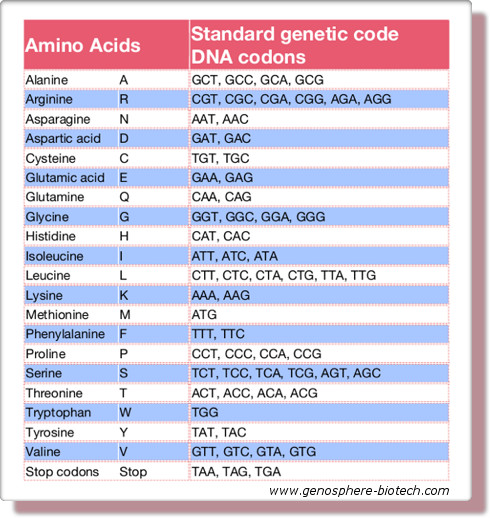 optimisation des codons