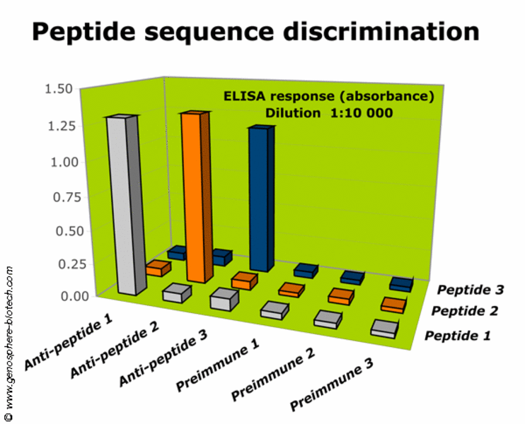 anticorps anti-peptides