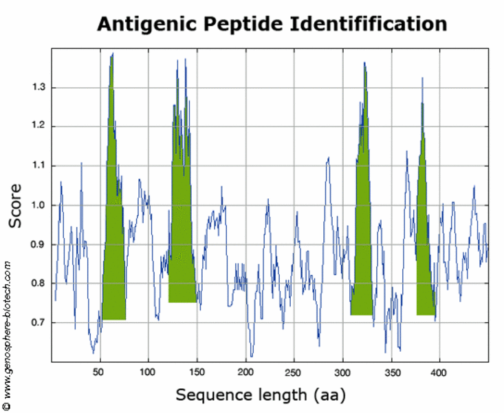 anticorps anti-peptides