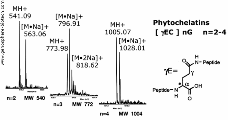 Mass spectra of synthetic metal binding phytochelatins plant peptides.
