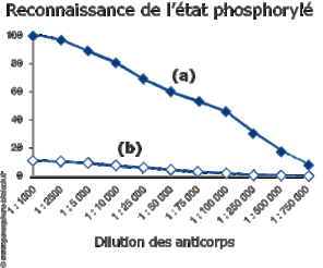 Anticorps phospho-spécifiques : Reconnaissance de l'état phosphorylé