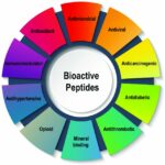 Active peptides